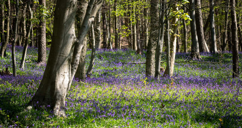 A sunlit woodland with tall trees and a vibrant carpet of blooming bluebells covering the forest floor in spring.