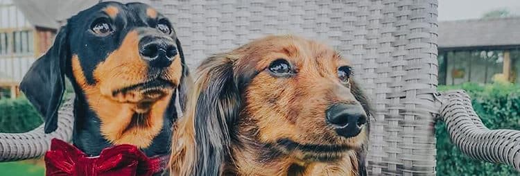 Two dachshunds sitting on a wicker chair outdoors, one with a shiny black coat and red bow tie, the other long-haired with a yellow collar, both posing proudly.