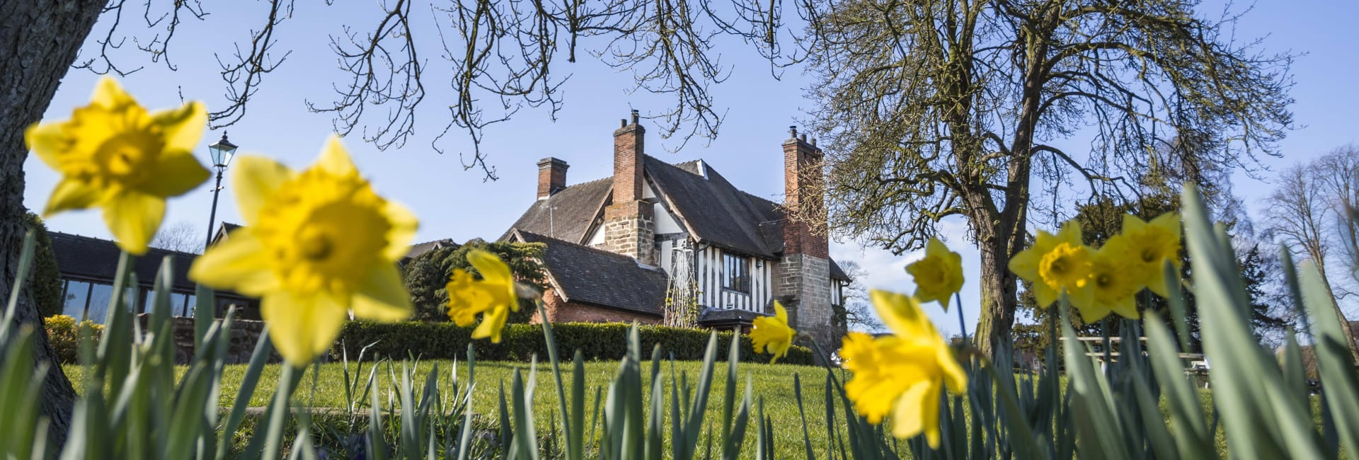 Tudor-style house surrounded by blooming yellow daffodils and tall trees under a clear blue sky, viewed from a low angle through the spring flowers.
