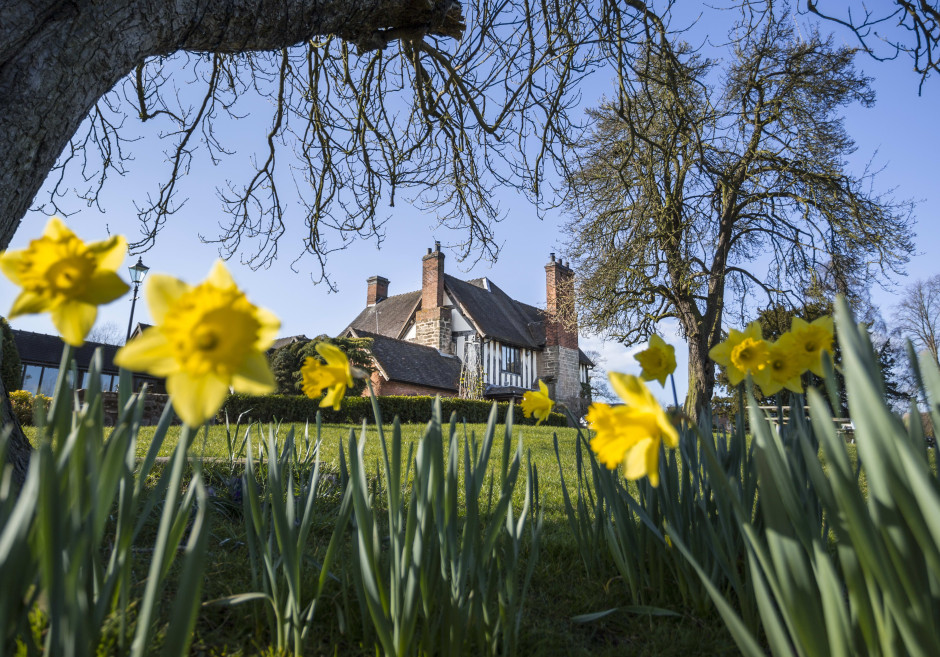 Tudor-style house surrounded by blooming yellow daffodils and tall trees under a clear blue sky, viewed from a low angle through the spring flowers.