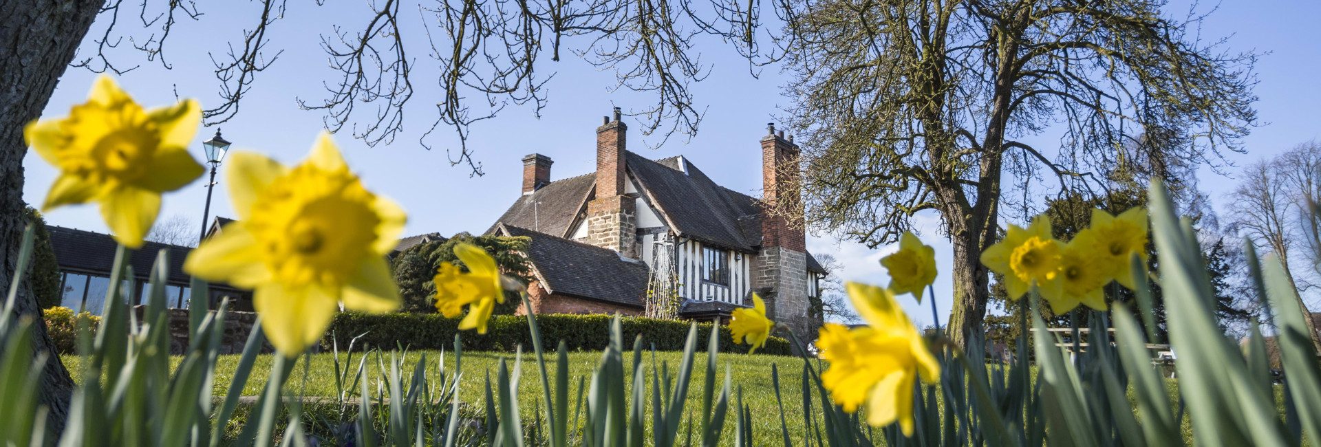 Tudor-style house surrounded by blooming yellow daffodils and tall trees under a clear blue sky, viewed from a low angle through the spring flowers.