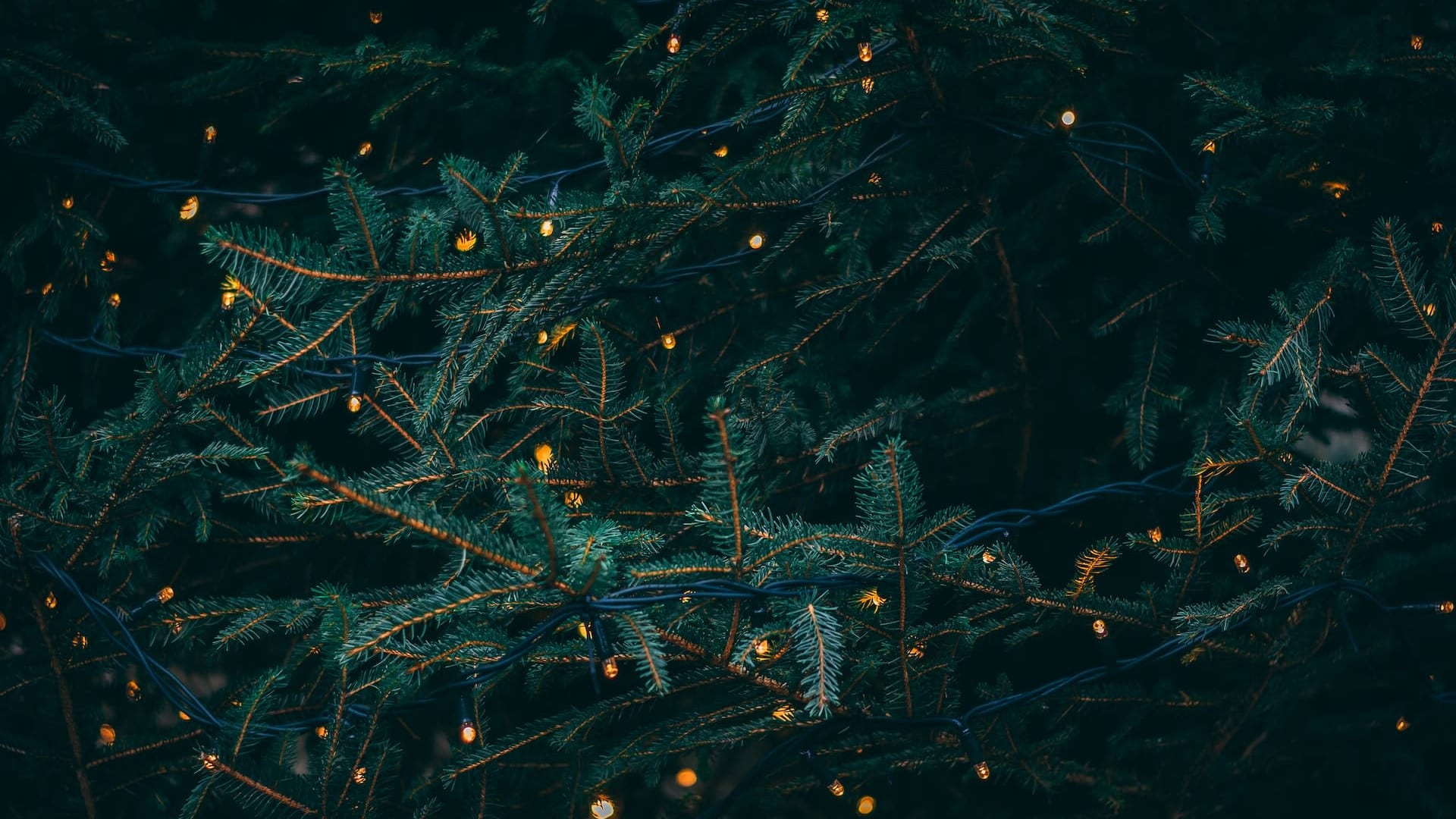 Close-up of evergreen tree branches adorned with small warm yellow fairy lights, creating a cozy and festive holiday atmosphere in the dark.