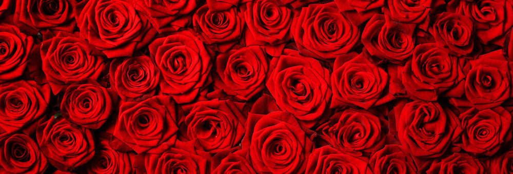 Red Roses