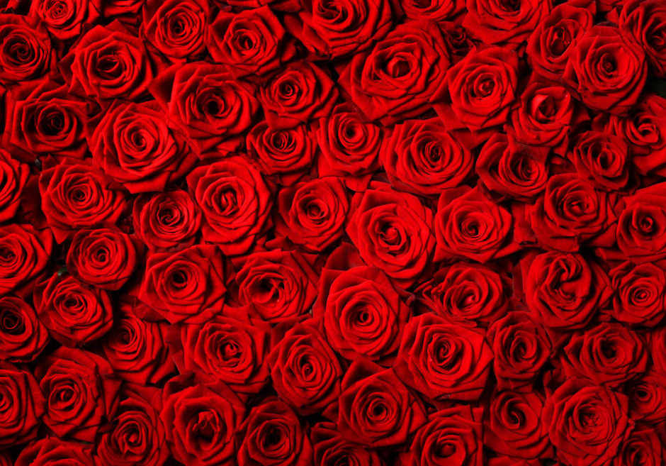 Red Roses