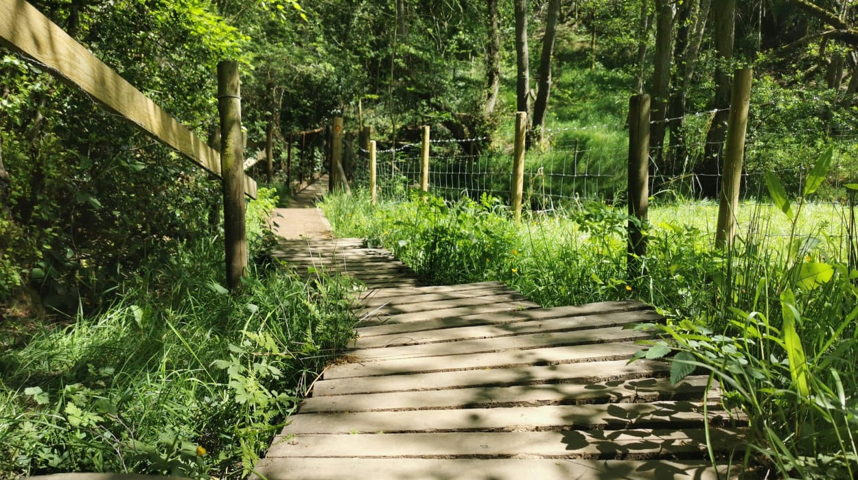 A narrow wooden footbridge winding through lush greenery and dappled sunlight in a peaceful forest setting, bordered by fences on both sides.
