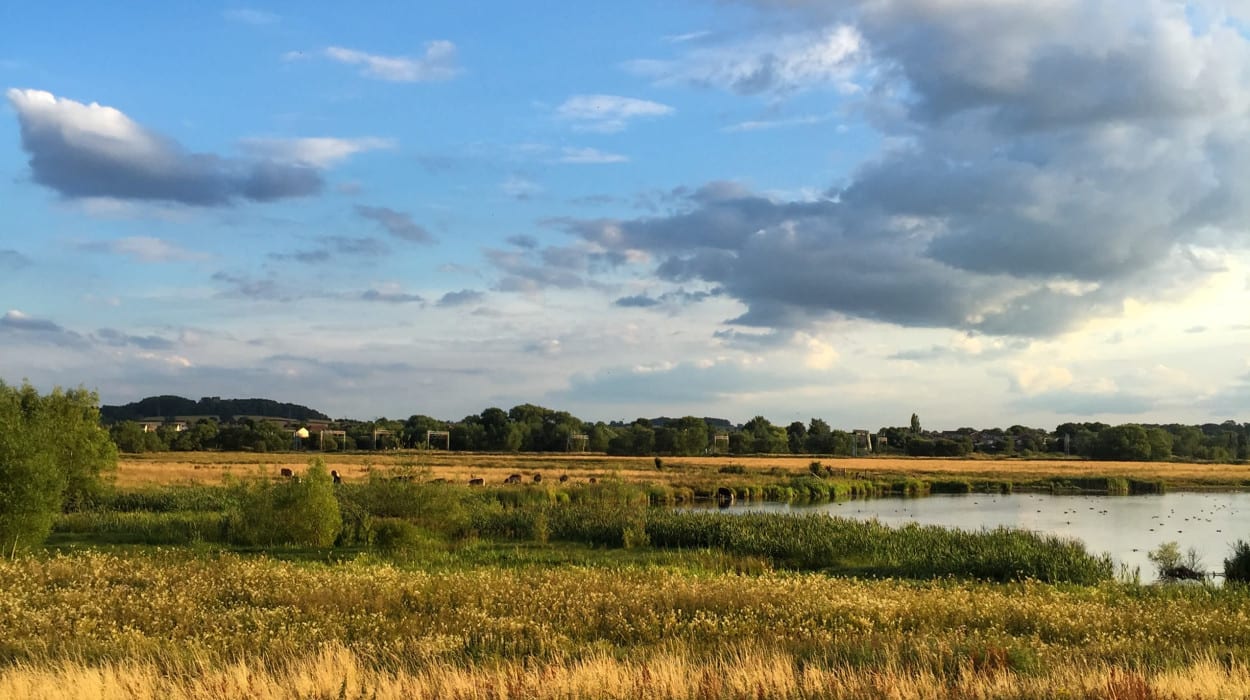 A scenic view of a grassy wetland with tall golden reeds, a calm pond, and a partly cloudy blue sky on a sunny day.