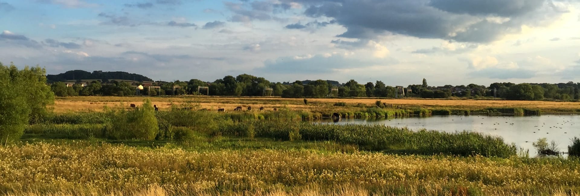 A scenic view of a grassy wetland with tall golden reeds, a calm pond, and a partly cloudy blue sky on a sunny day.