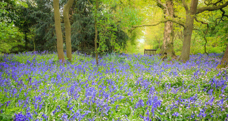 bluebells-2
